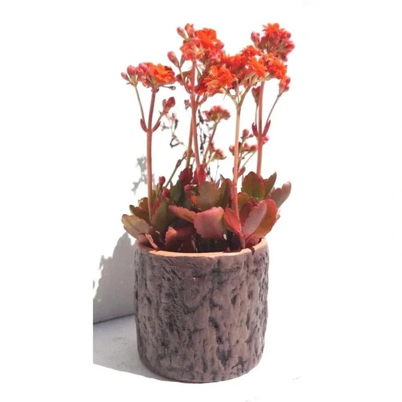 New Pottery Catus Flower Plant Pot Planter Garden Patio Decor Tree Trunk - Picture 3 of 5